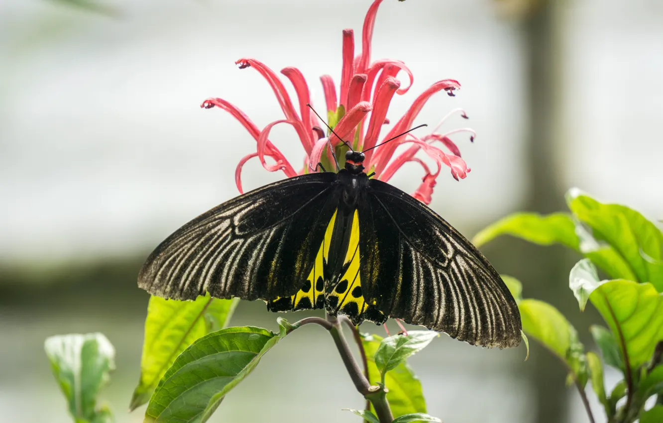 Фото обои green, black, flower, nature, yellow, butterfly, insect, highland