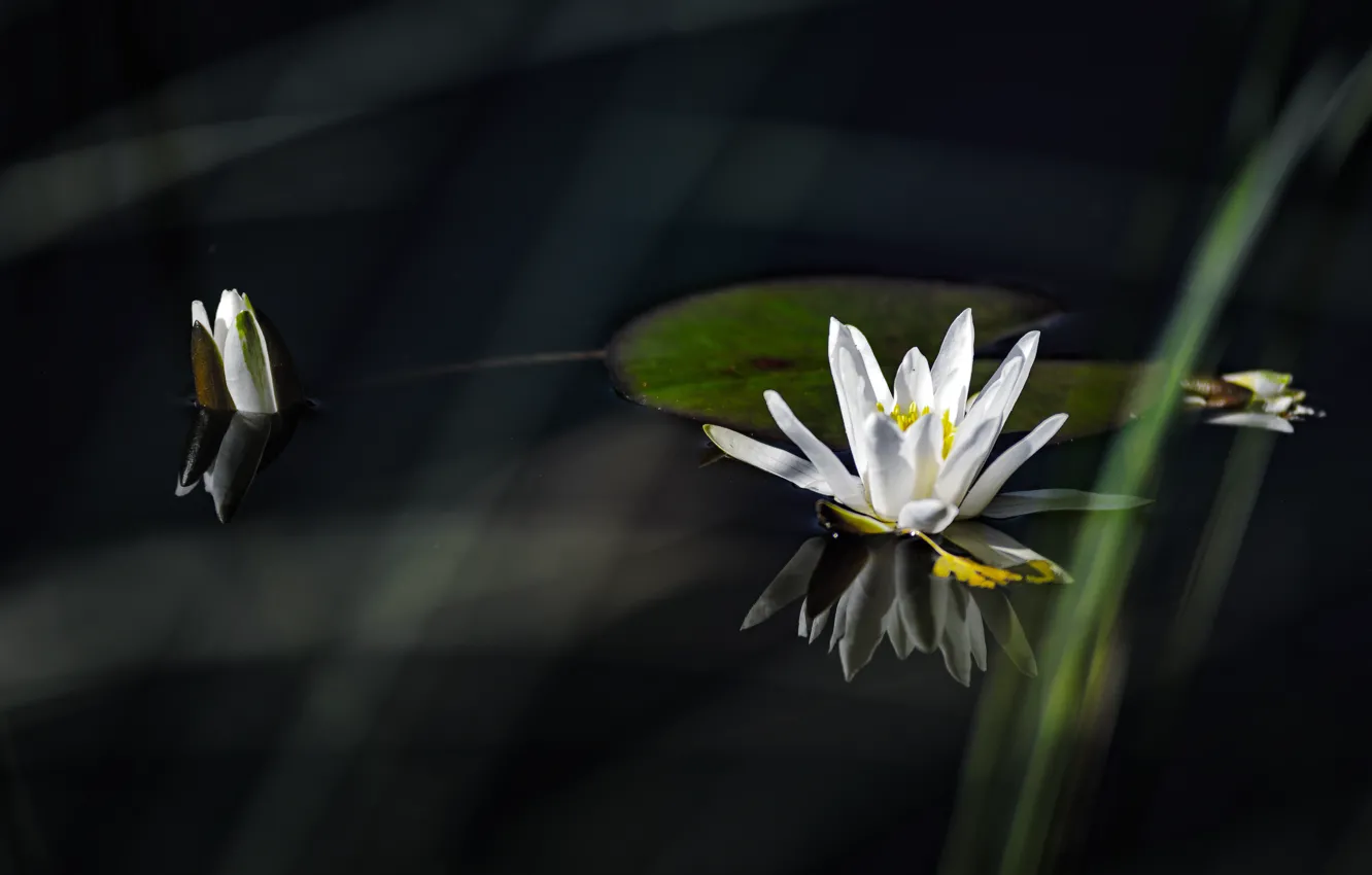 Фото обои Лилия, белая, white, water, водяная, lily