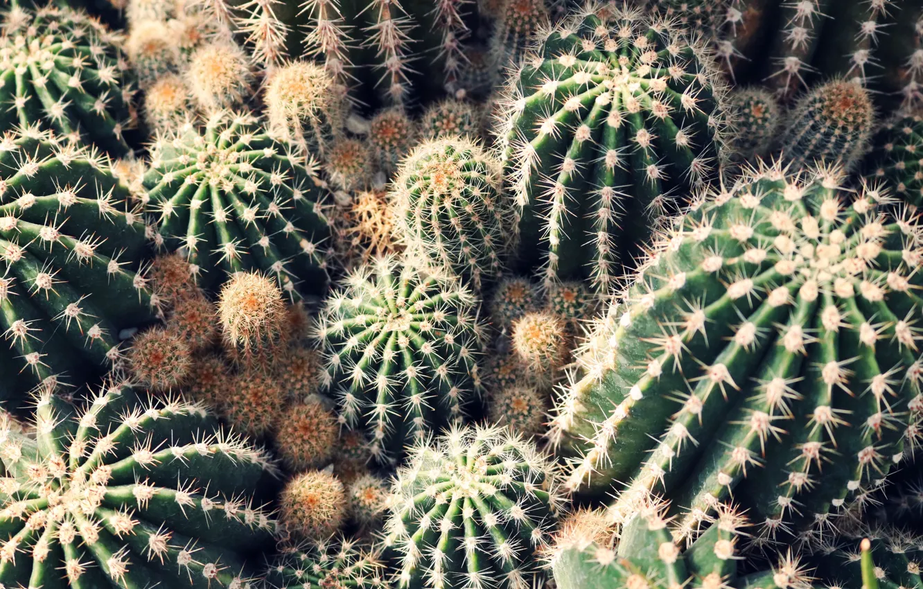 Фото обои Растения, Шипы, Кактус, Plants, Sharp, Флора, Cactus, Spikes