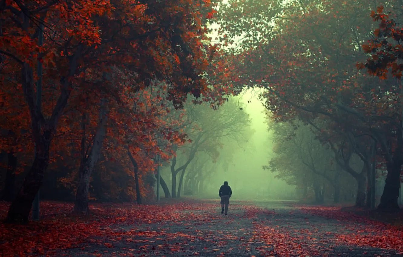 Фото обои лес, листья, деревья, туман, путь, мужчина, forest, trees