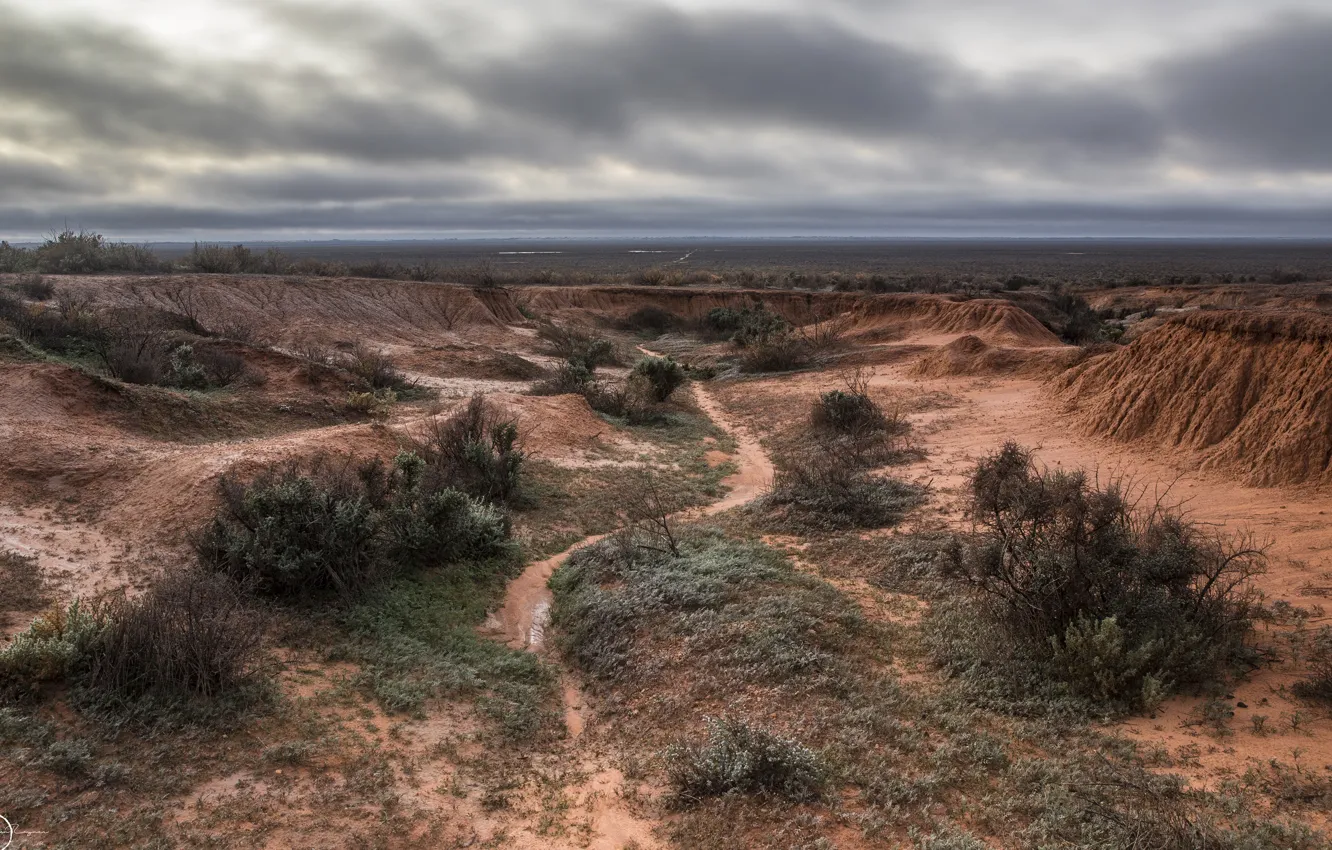 Фото обои поле, природа, пустыня, кустарник