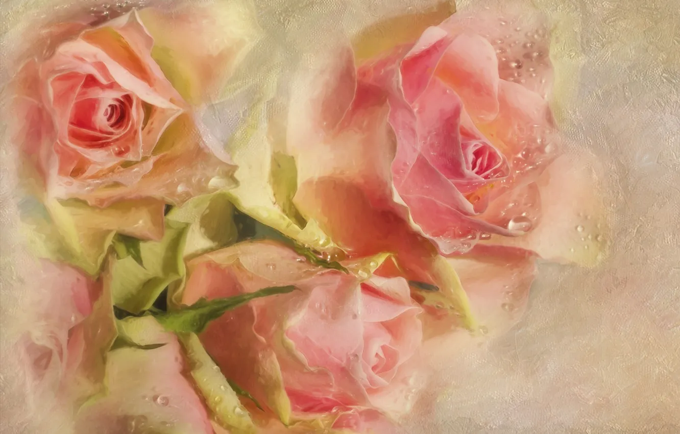 Фото обои капли, цветы, розовый, розы, текстура, бутоны