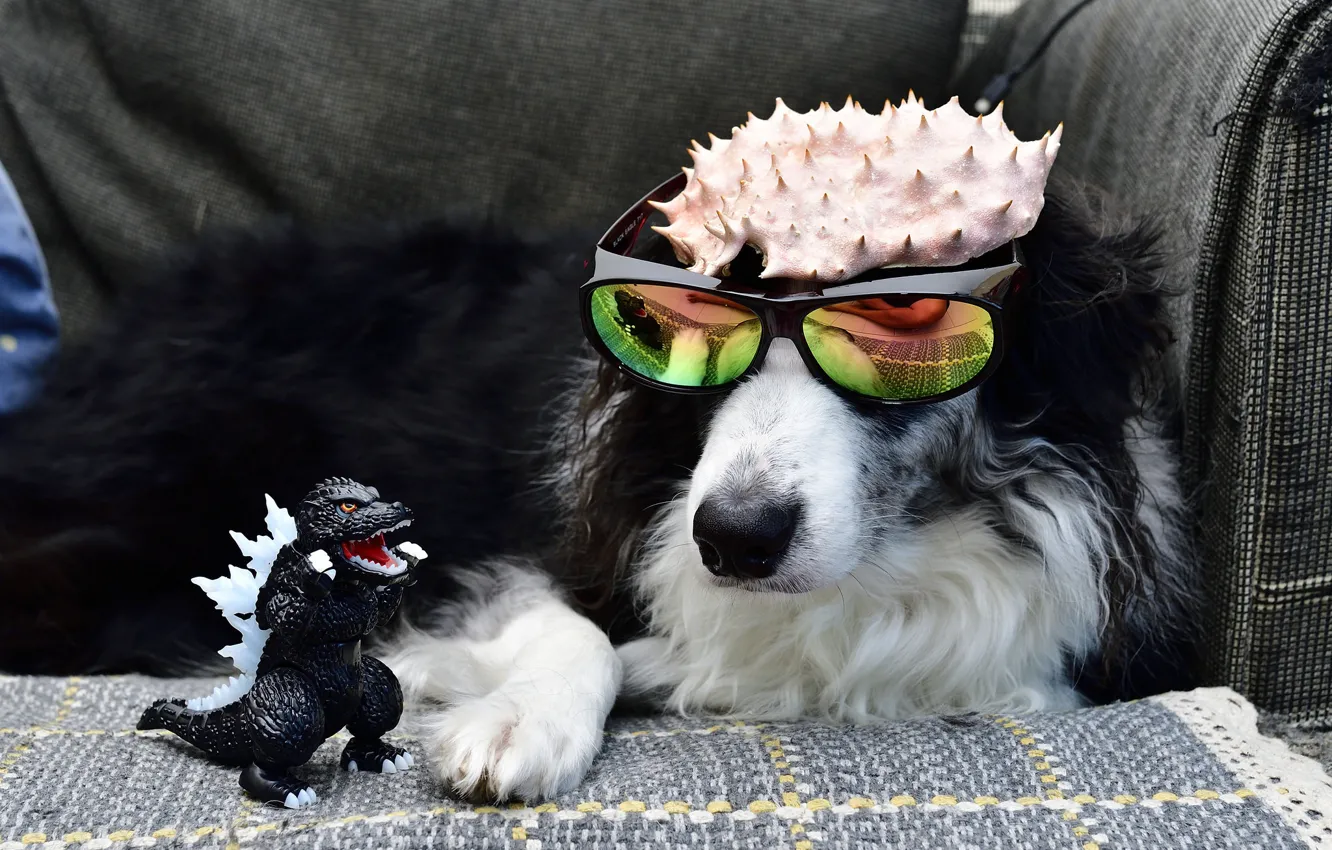 Фото обои игрушка, собака, очки, годзилла