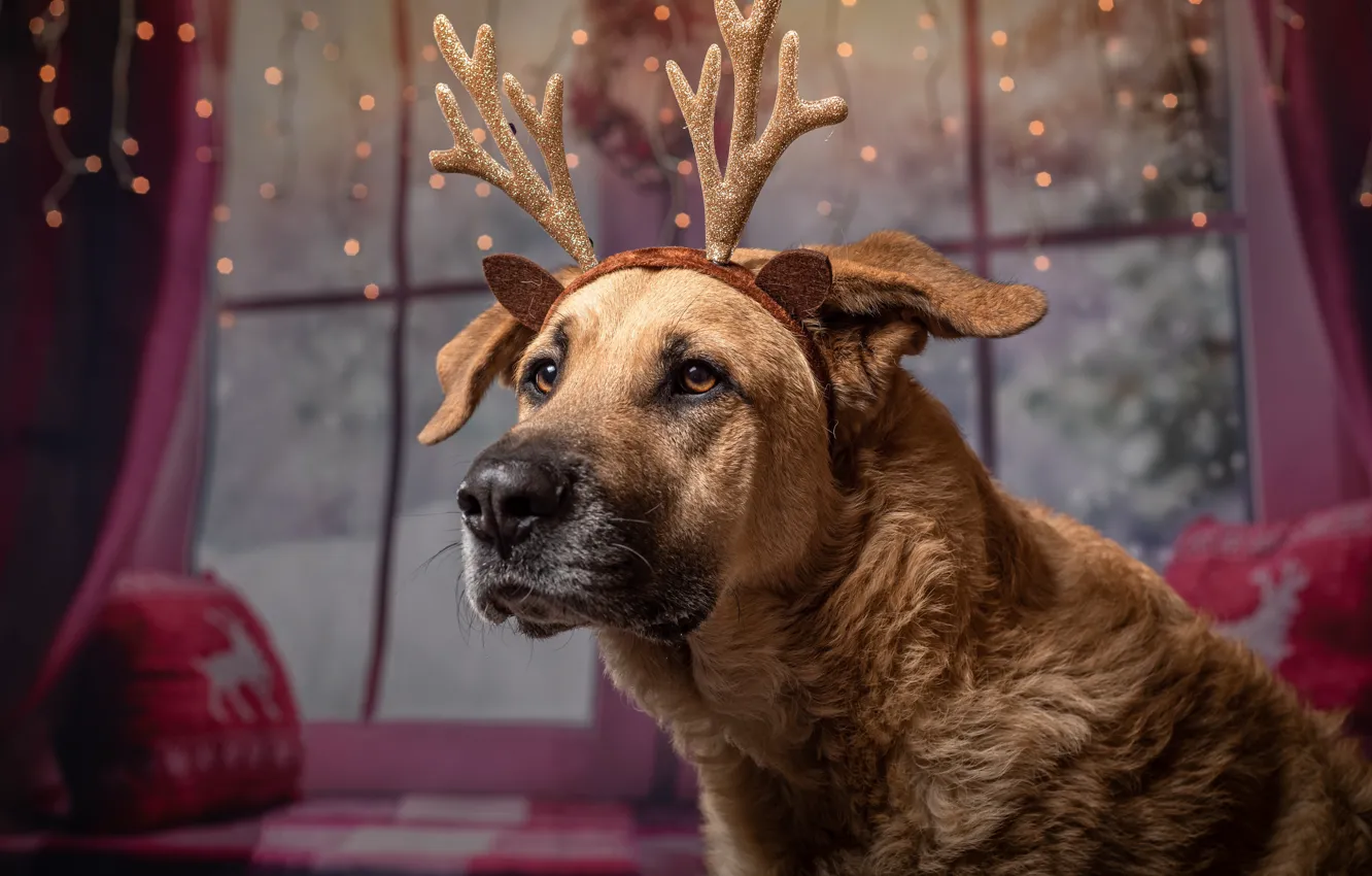 Фото обои праздник, собака, юмор, позитив, Новый Год, Happy New Year, пёс, с новым годом