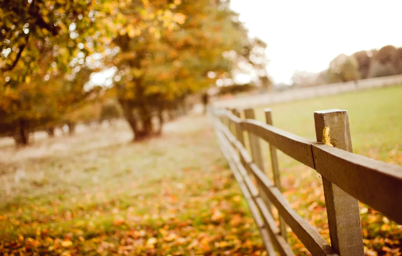 Фото обои осень, листья, макро, деревья, природа, забор, желтые, размытость