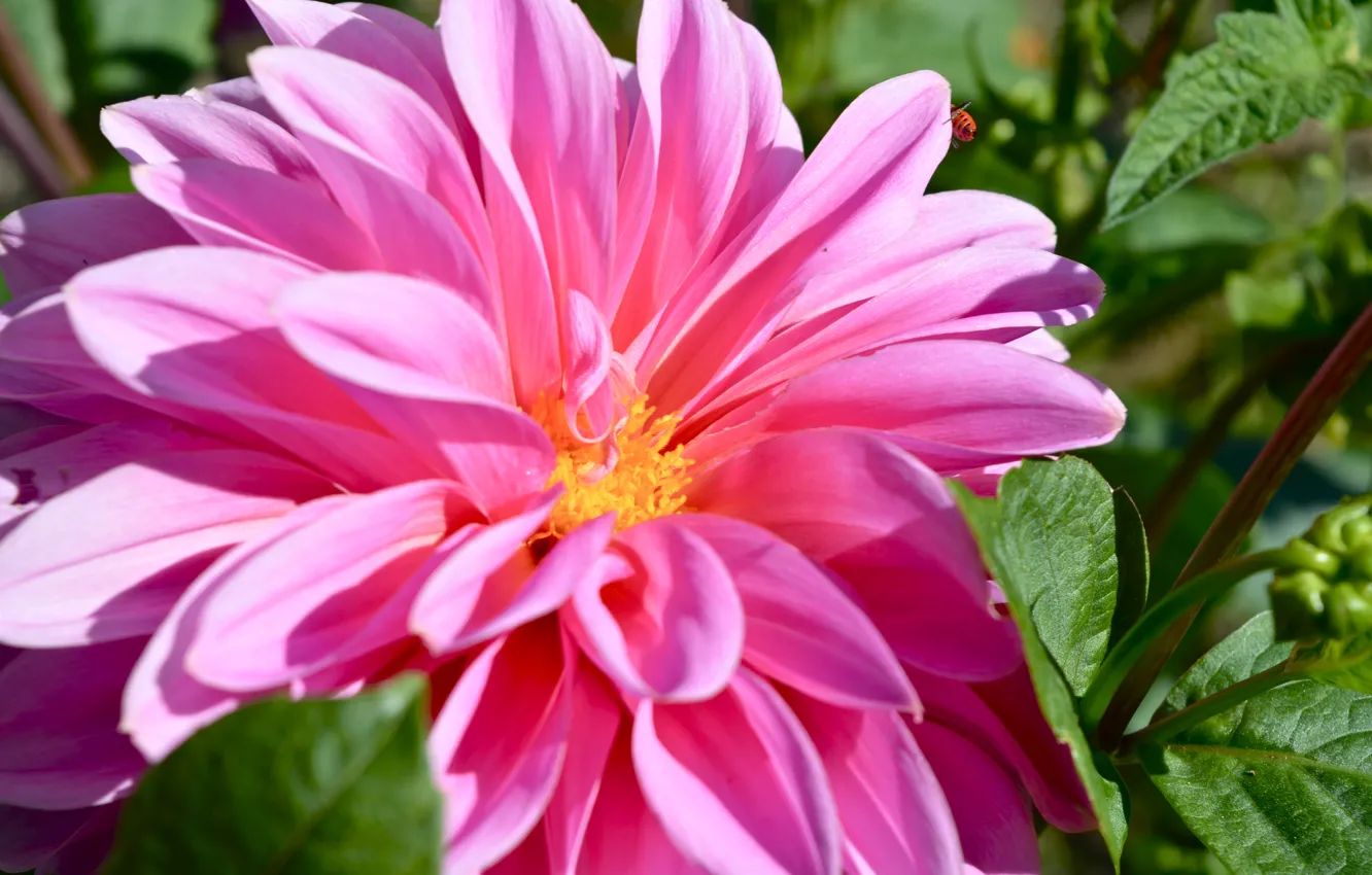 Фото обои макро, розовый, Цветок, pink, flowers, macro