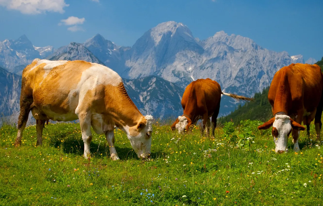 Фото обои небо, трава, пейзаж, горы, корова, луг, альпы
