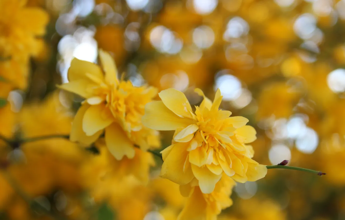 Фото обои цветок, макро, цветы, желтый, куст, весна, yellow, flowers