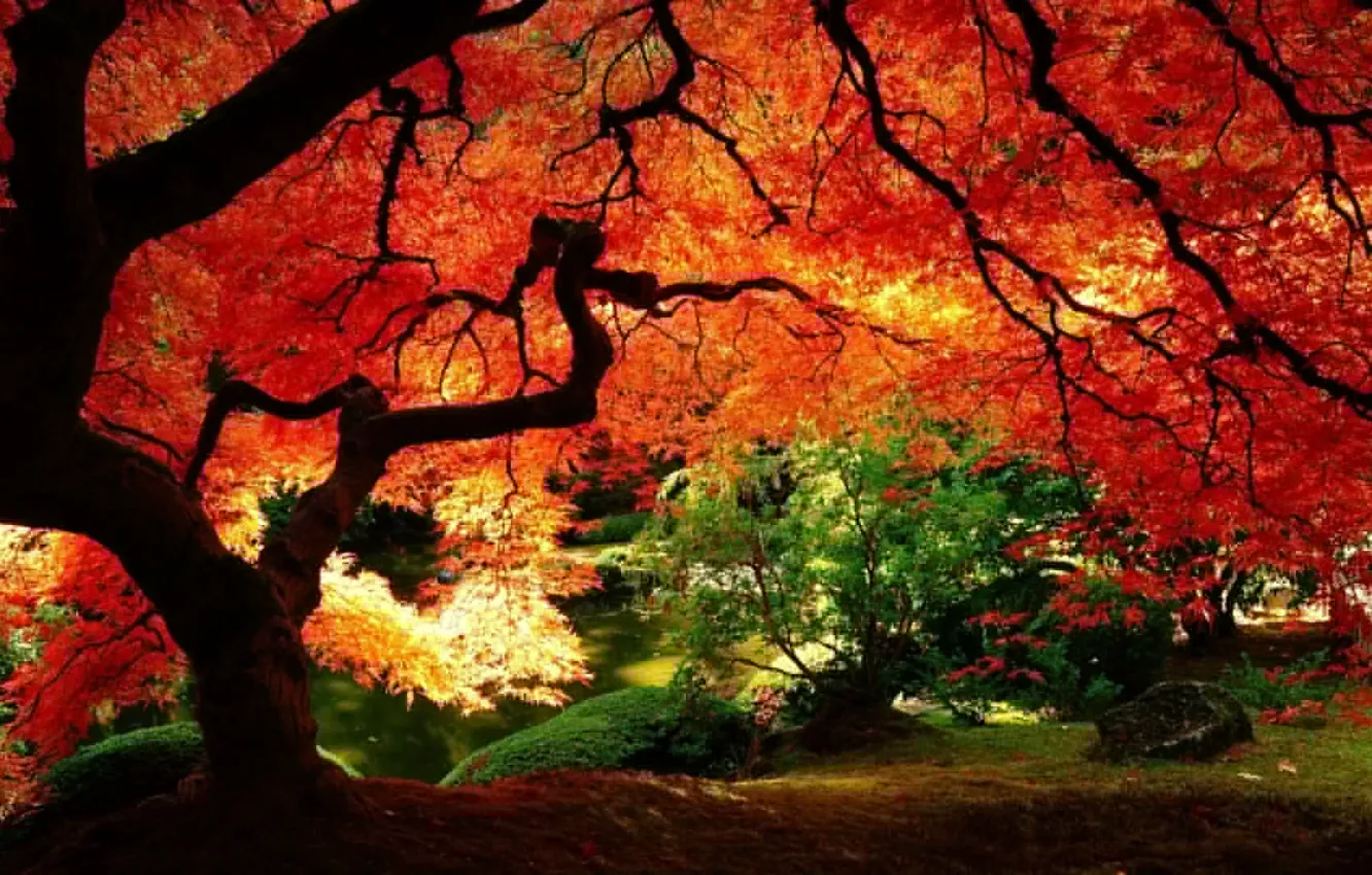 Фото обои листья, ветки, красный, дерево, листва, Осень, кусты, багряный