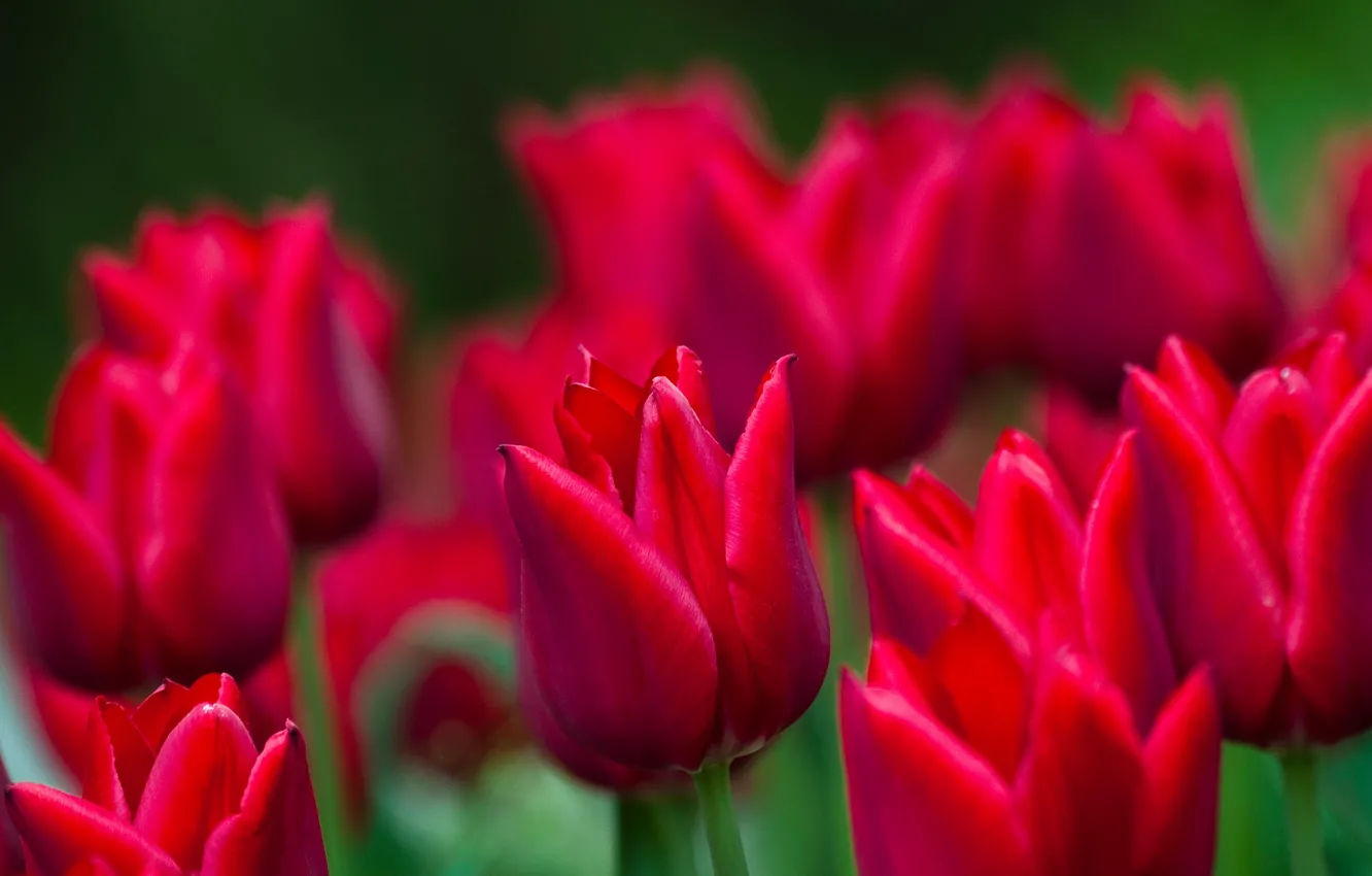 Фото обои тюльпаны, красные, бутоны, боке