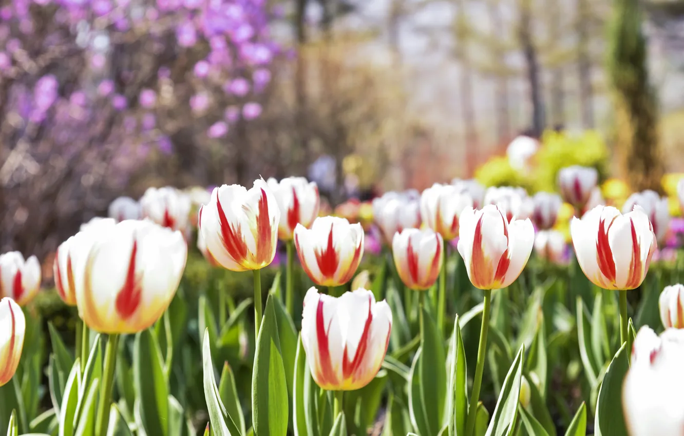 Фото обои цветы, весна, тюльпаны, полосатые