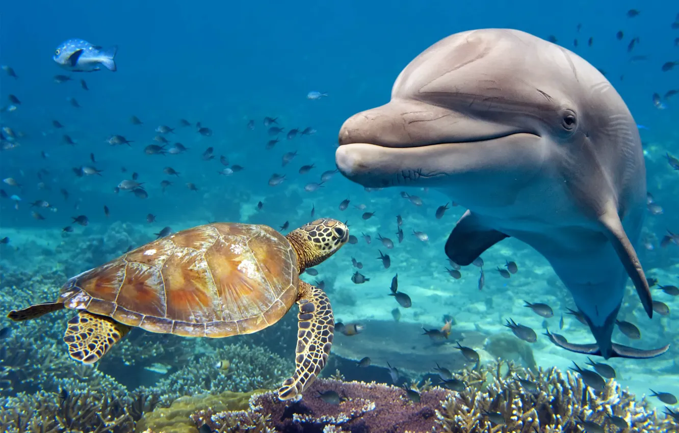 Фото обои животные, вода, рыбы, дельфин, черепаха