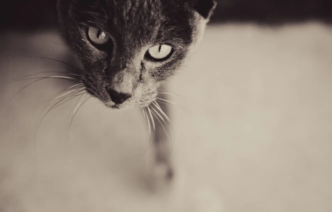Фото обои eyes, cat, curiosity