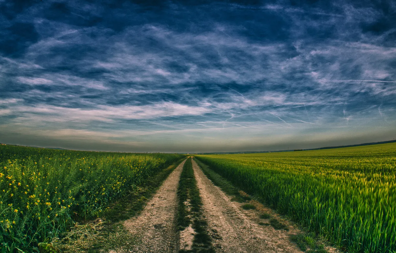 Фото обои дорога, пшеница, поле, небо, урожай, сурепка