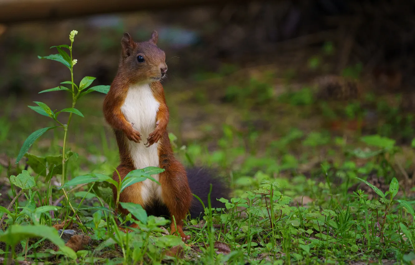 Фото обои природа, белка, грызун