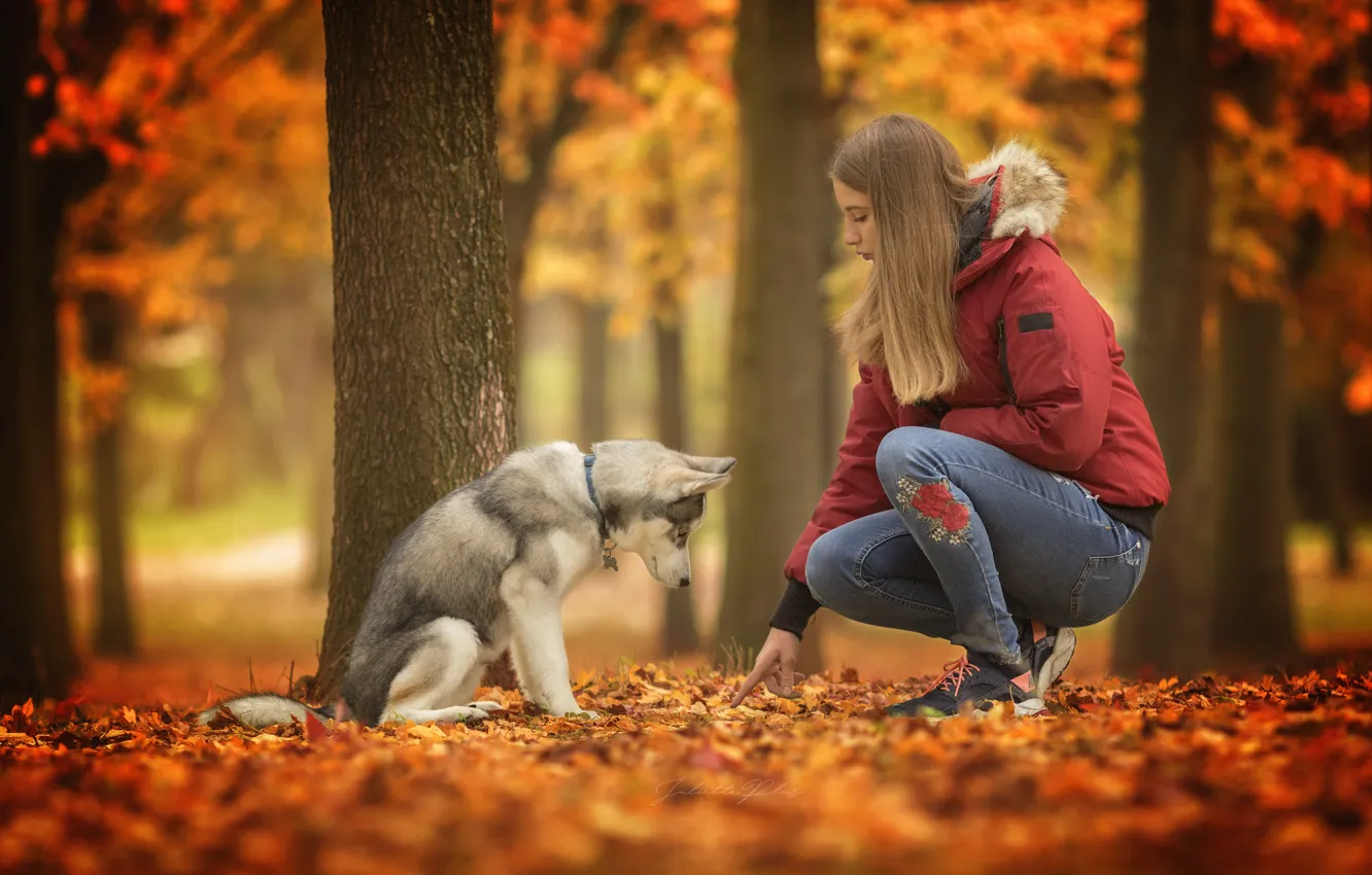 Фото обои осень, девушка, собака