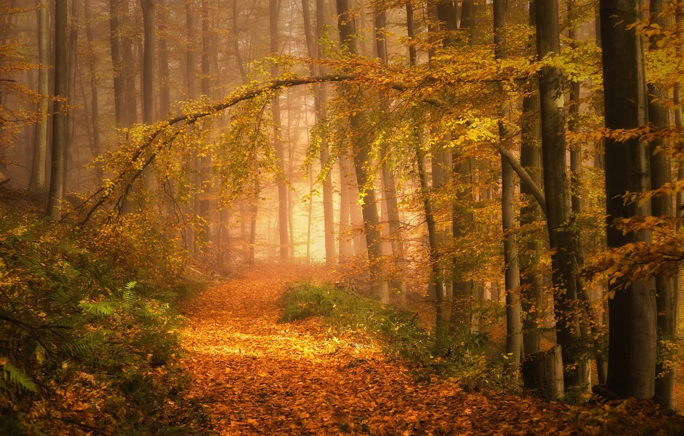 Фото обои осень, деревья, туман, фото, листва, тропинка