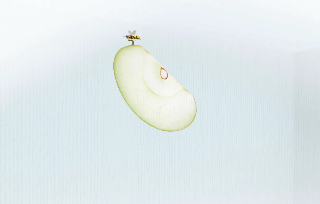 Фото обои пчела, яблоко, минимализм