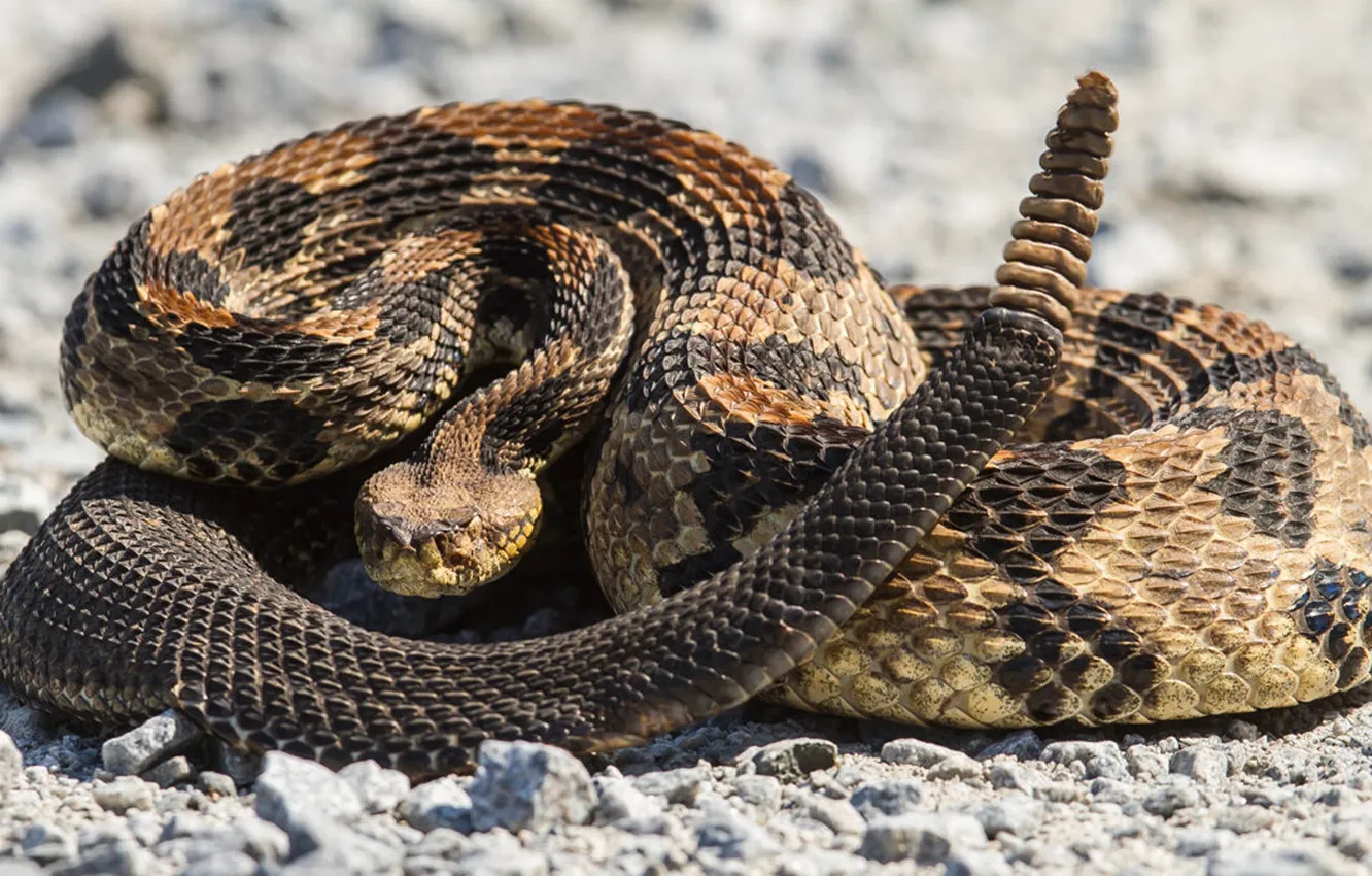 Фото обои Snake, animal, reptile