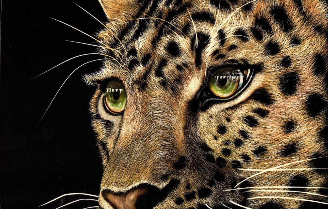 Фото обои взгляд, морда, животное, хищник, леопард, черный фон, зеленые глаза