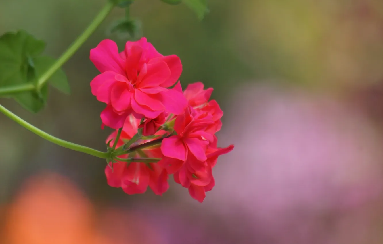 Фото обои цветок, макро, веточка, розовая, герань