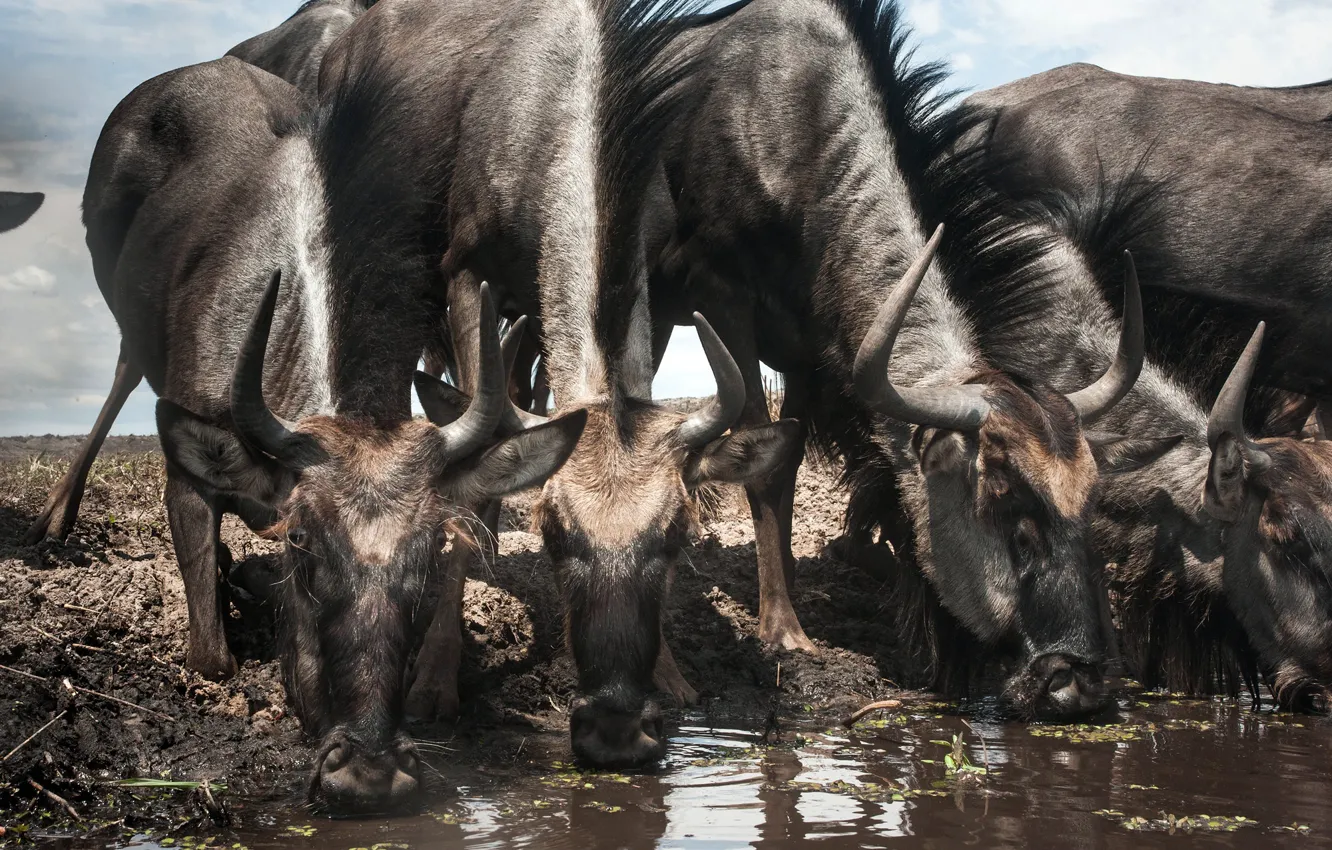Фото обои Zambia, Blue wildebeest, Liuwa Plain National Park, Connochaetes taurinus