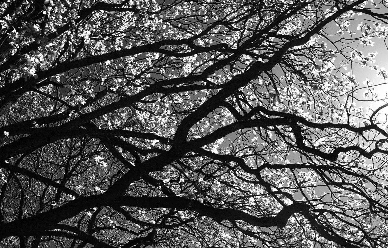 Фото обои ветки, дерево, Черно-белая