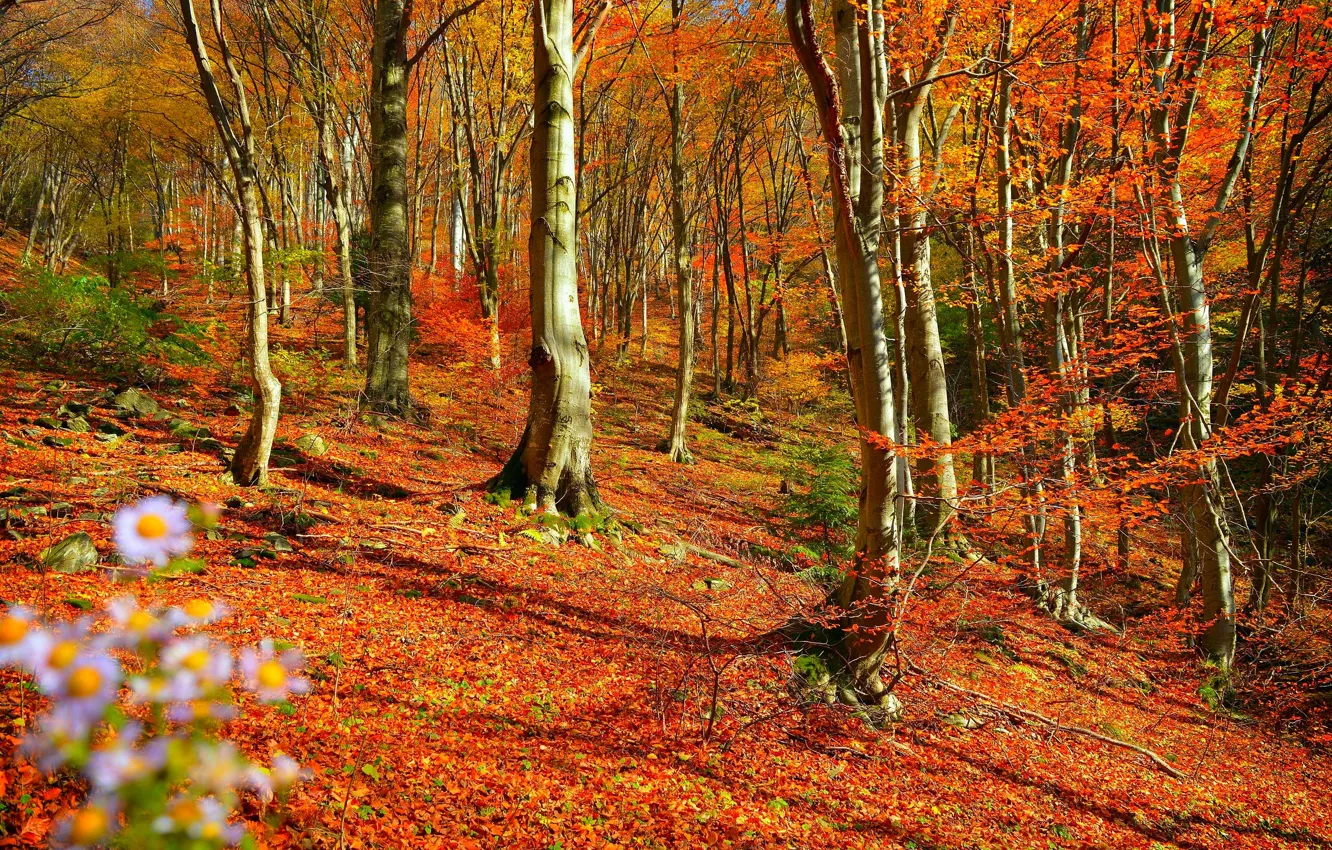 Фото обои Осень, Деревья, Лес, Fall, Листва, Autumn, Colors, Forest
