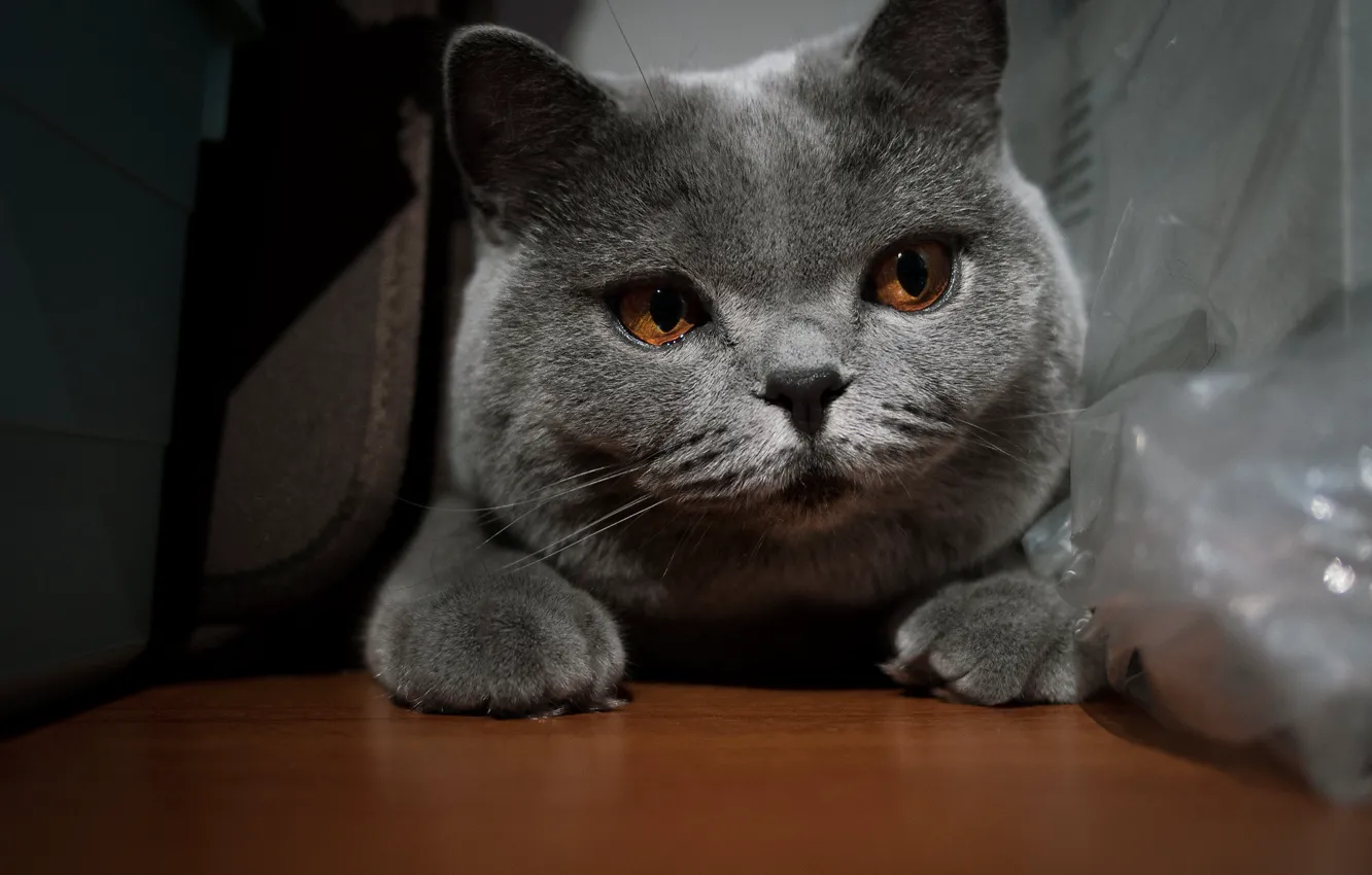 Фото обои кошка, кот, взгляд, поза, мордашка