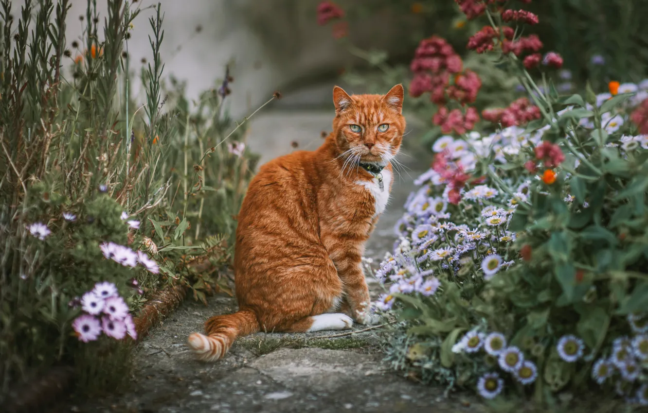Фото обои кошка, лето, кот, цветы, сад, рыжий, сидит, клумба