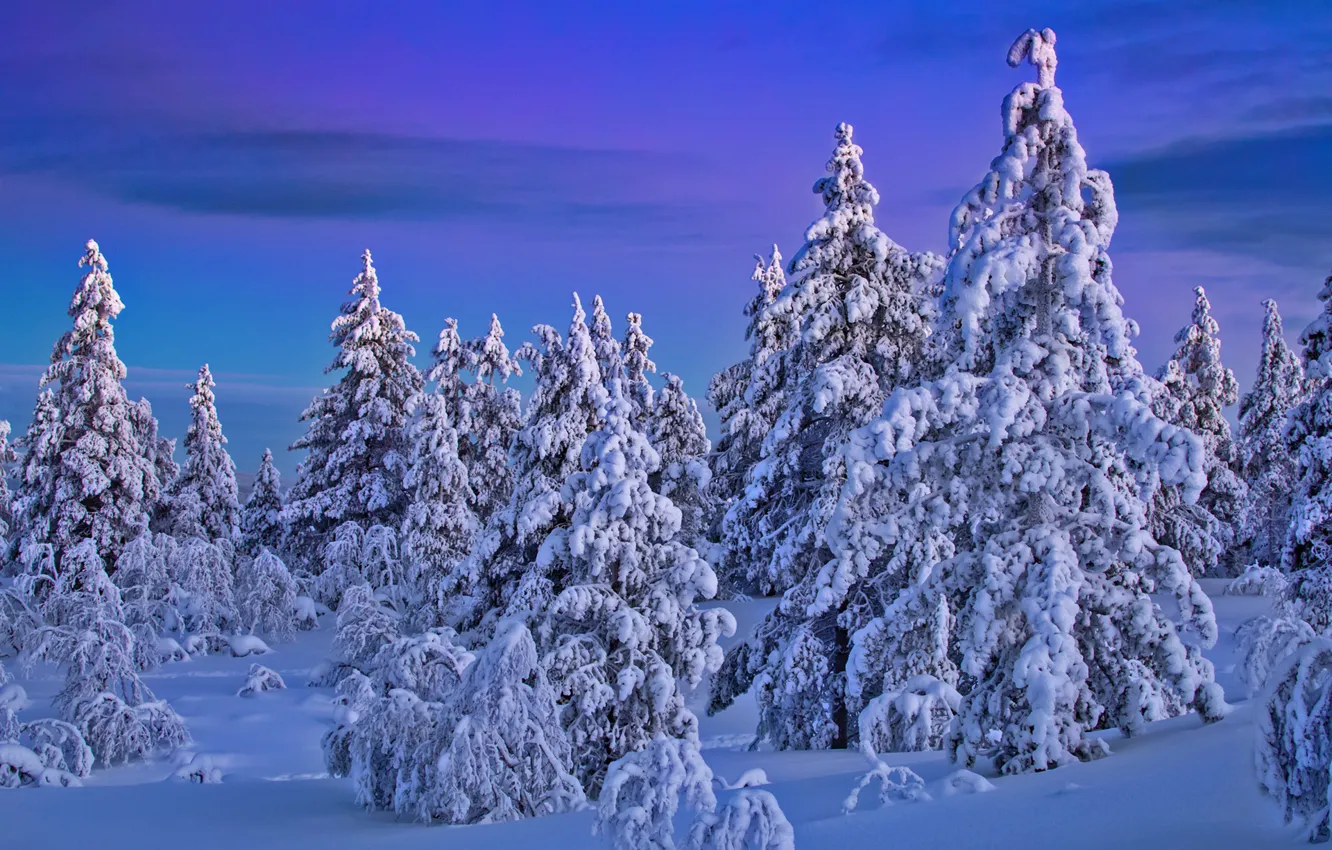 Фото обои зима, лес, снег, ели, Финляндия, Finland, Lapland, Лапландия