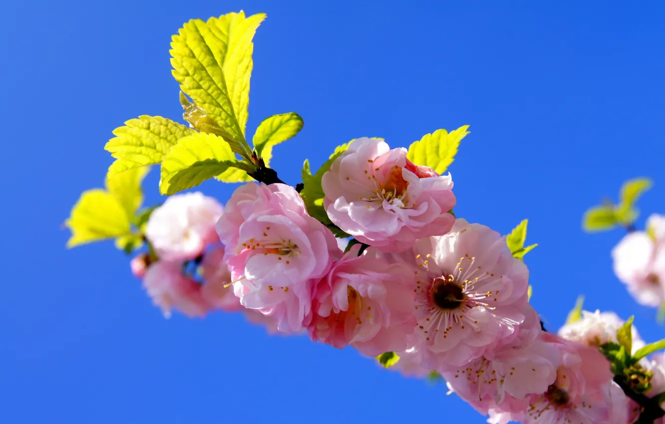 Фото обои небо, ветка, весна, сад, сакура, цветение