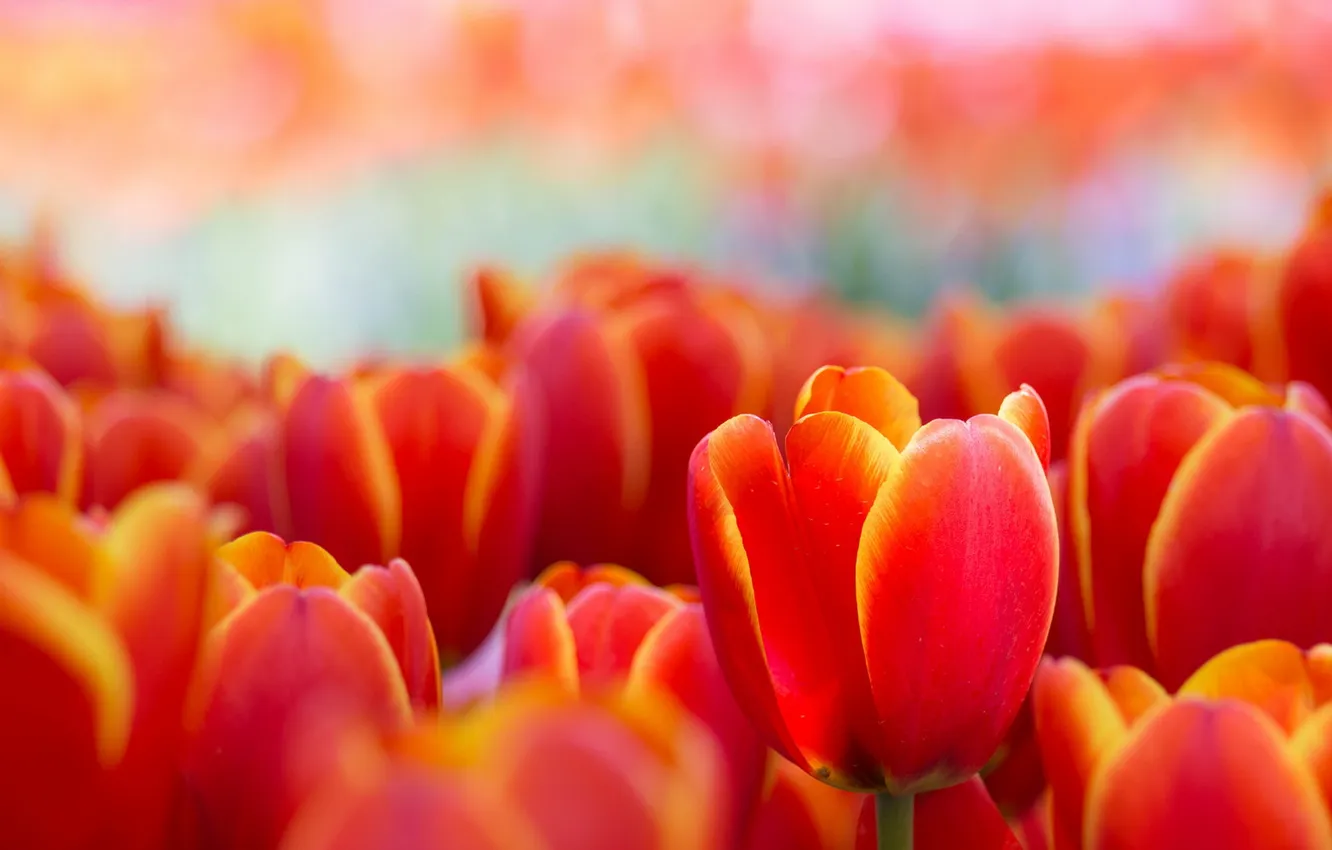Фото обои макро, цветы, весна, тюльпаны