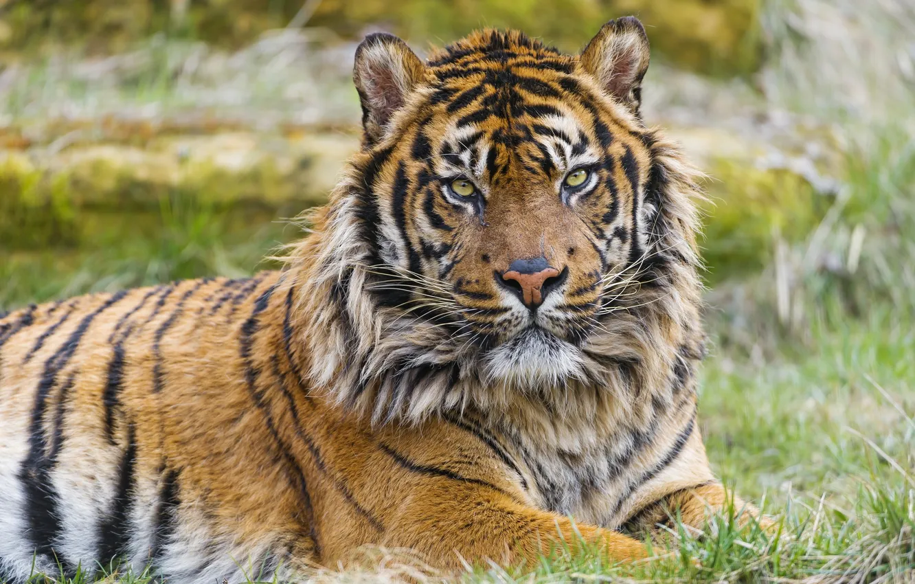 Фото обои взгляд, хищник, Суматранский тигр