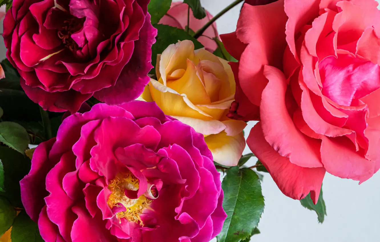 Фото обои розы, букет, лепестки