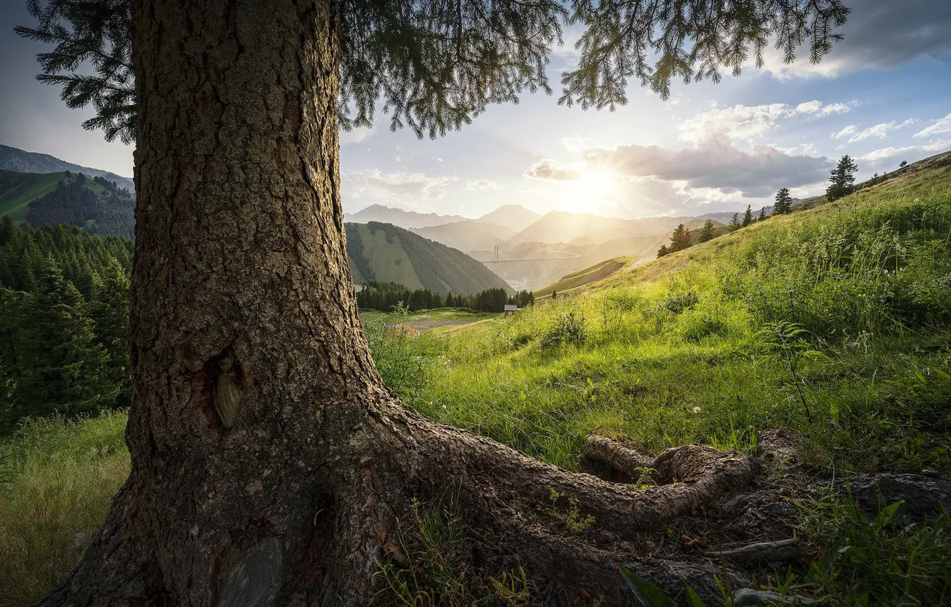 Фото обои трава, деревья, холмы