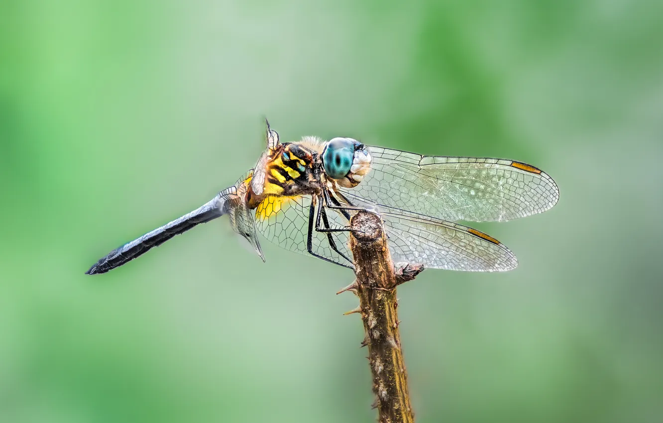 Фото обои wings, dragonfly, insect