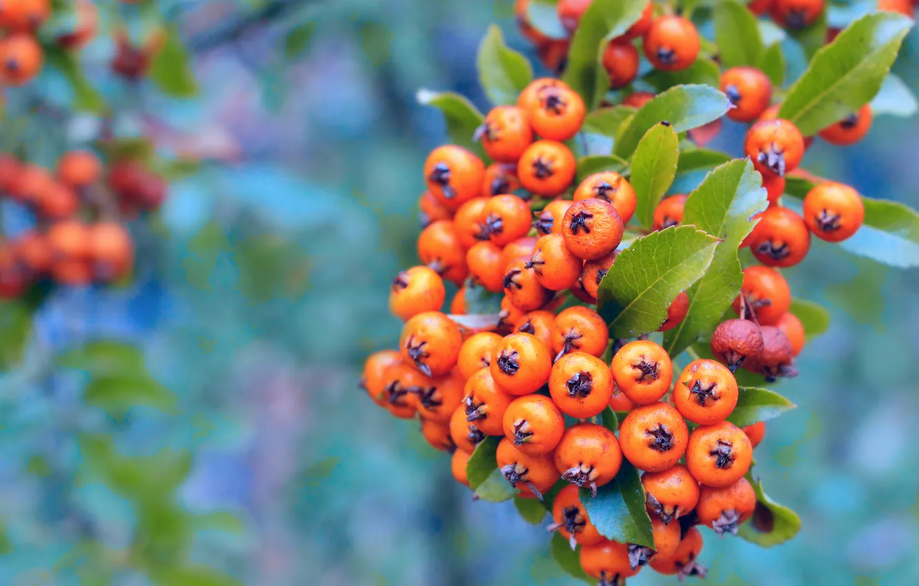 Фото обои orange, fruits, twig