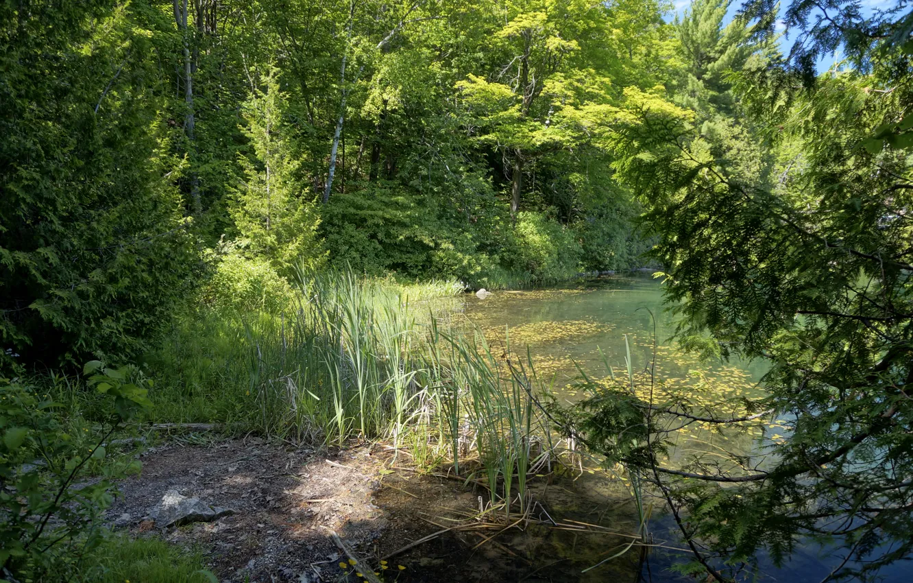 Фото обои зелень, деревья, пруд, парк, камыши, Канада, Gatienau Park