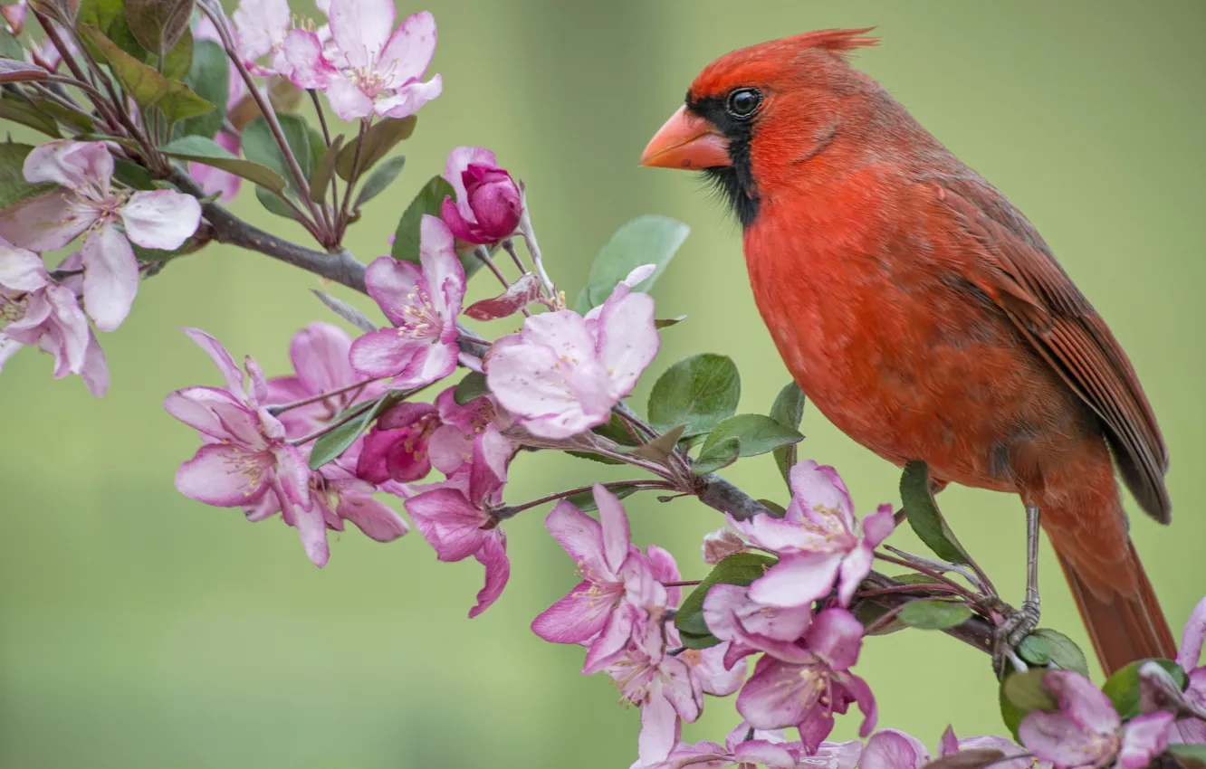 Фото обои птица, ветка, весна, яблоня, цветение, цветки, кардинал, Красный кардинал