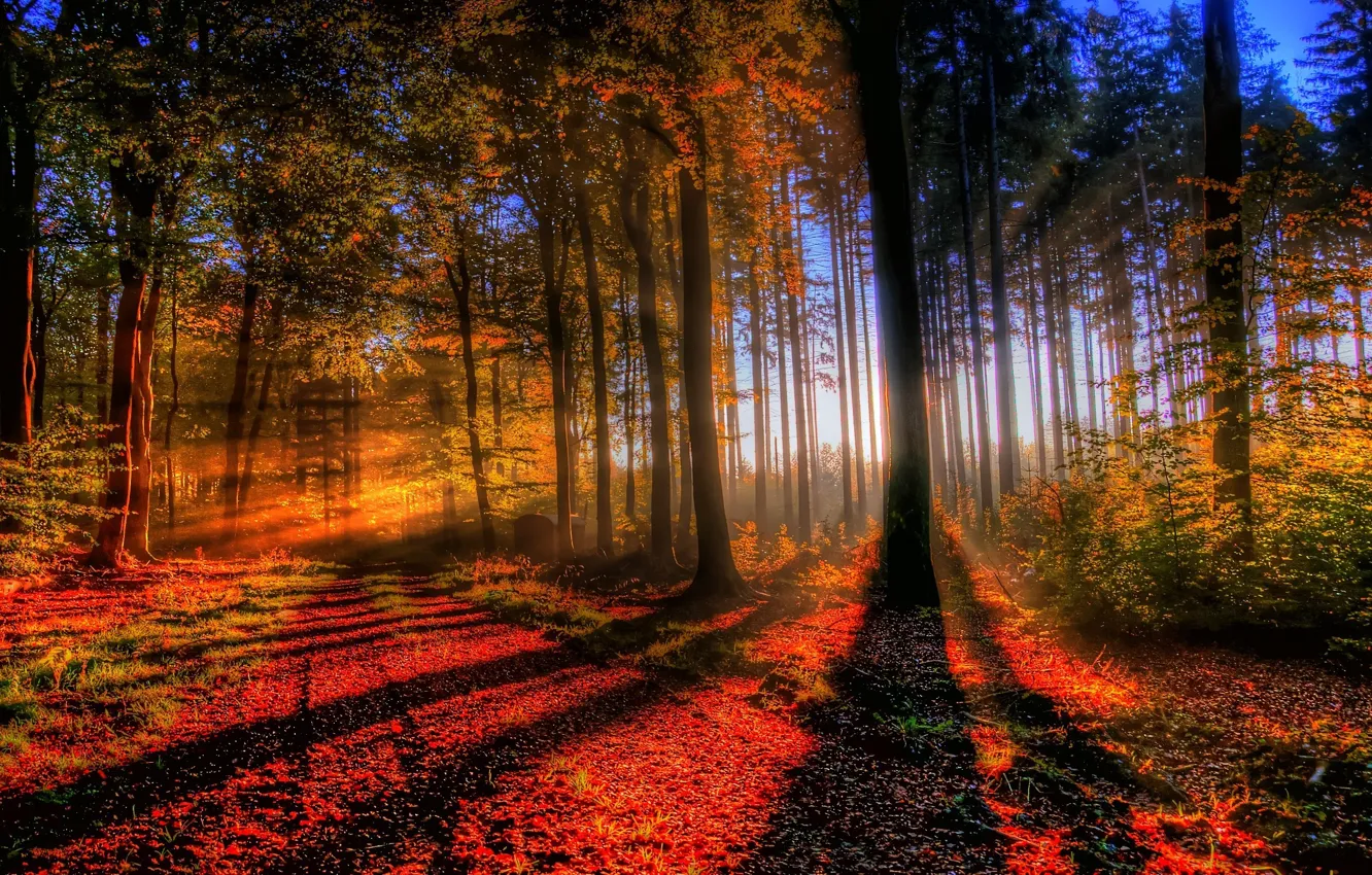Фото обои осень, лес, свет, деревья, закат