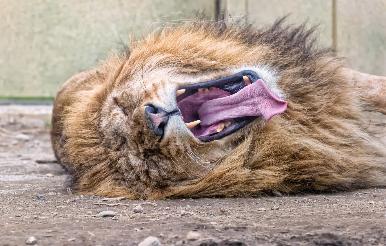 Фото обои язык, кошка, лев, пасть, грива, зевает