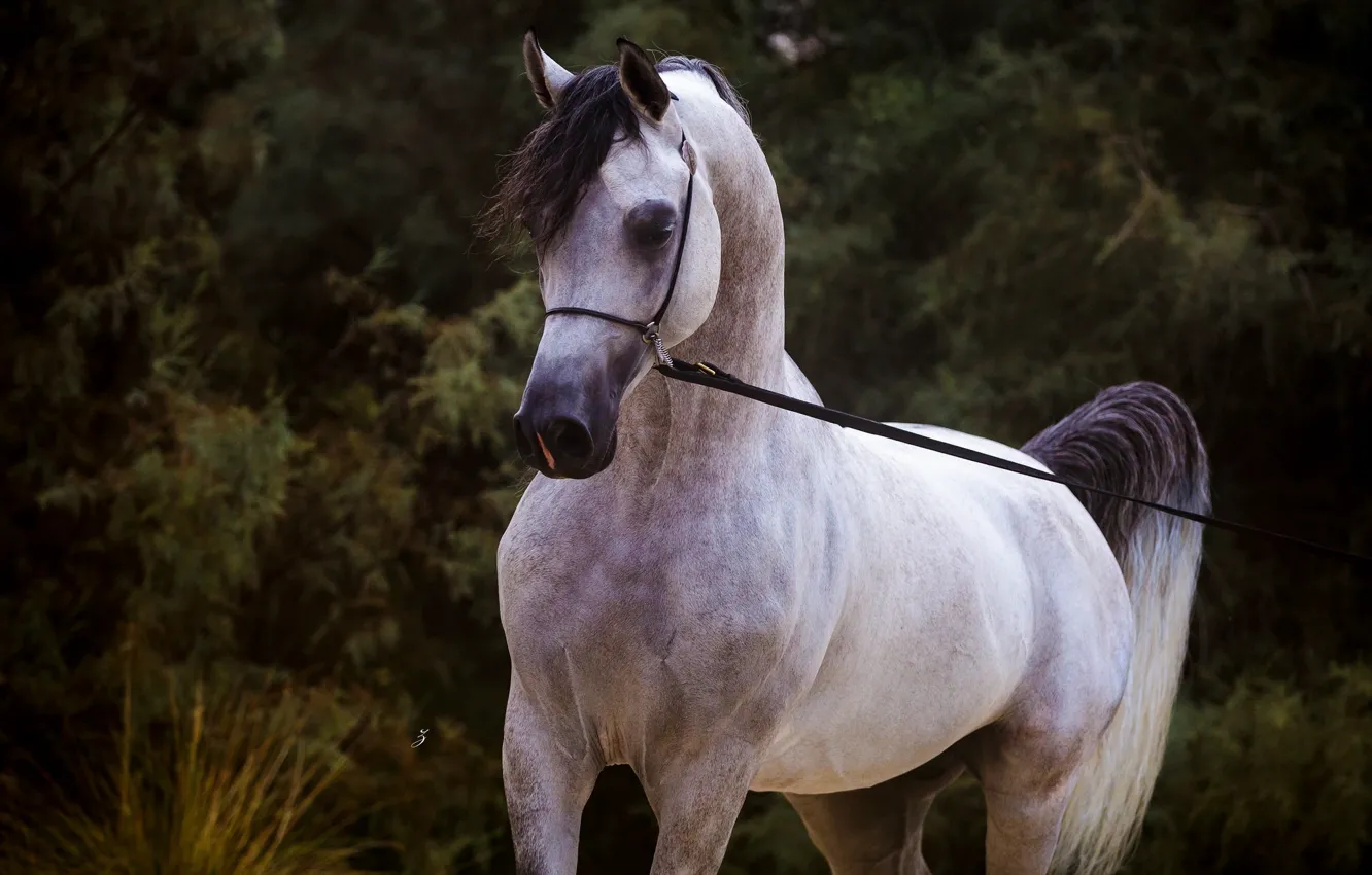 Фото обои серый, конь, лошадь, жеребец, арабский