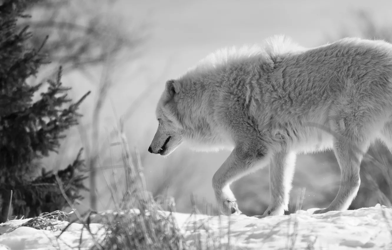 Фото обои nature, predator, animal, wolf, wildlife, Canis lupus., portrait.