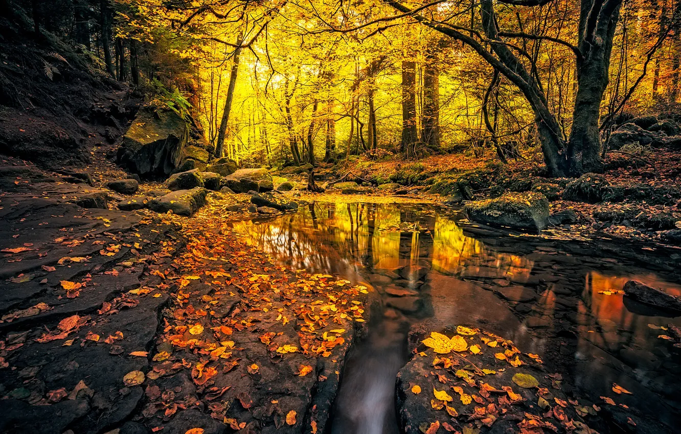 Фото обои осень, лес, листья, деревья, ручей, камни, желтые