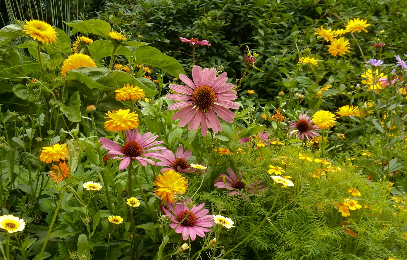 Фото обои трава, цветы, природа, widescreen, растение, wallpaper, широкоформатные, background