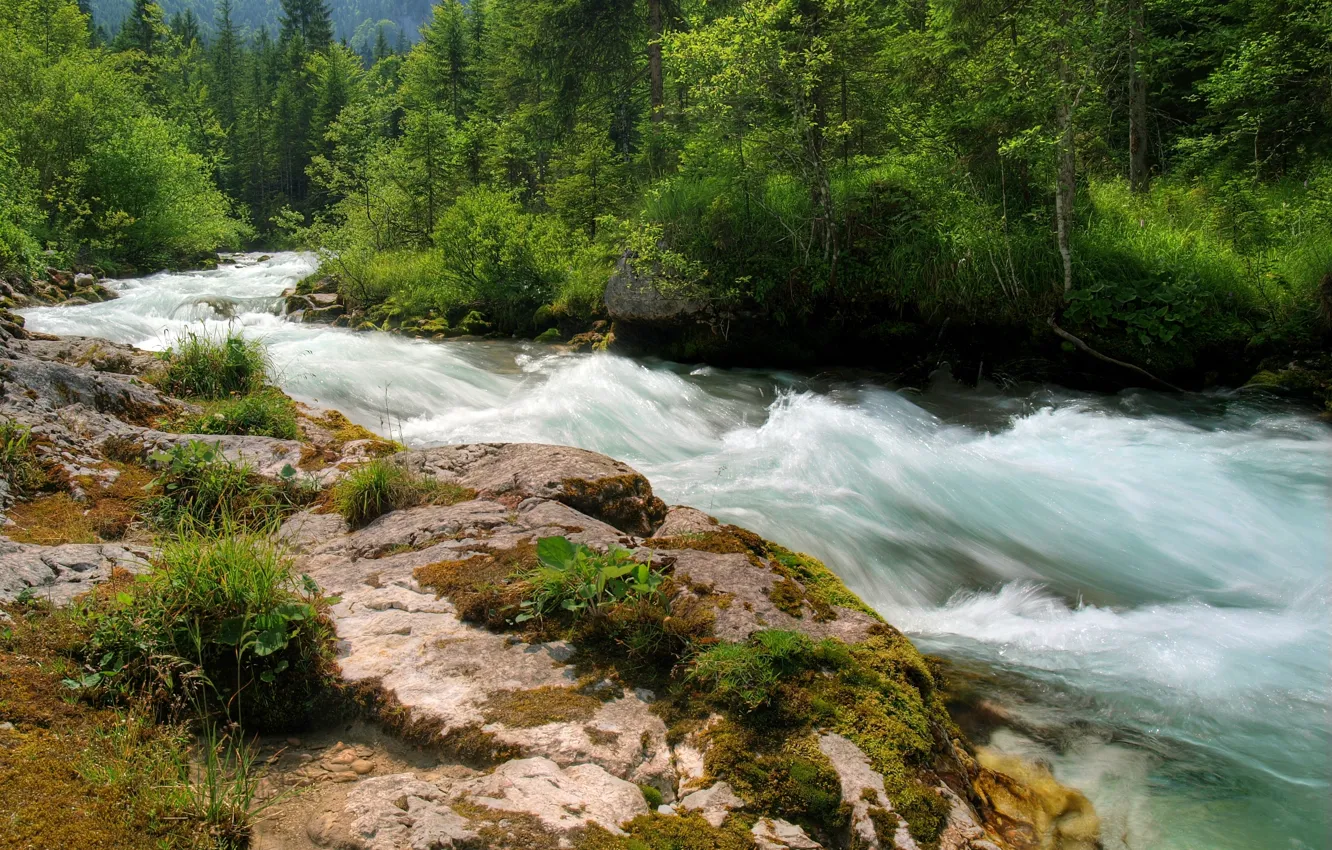Фото обои лес, река, камни, Природа, поток, forest, river, nature