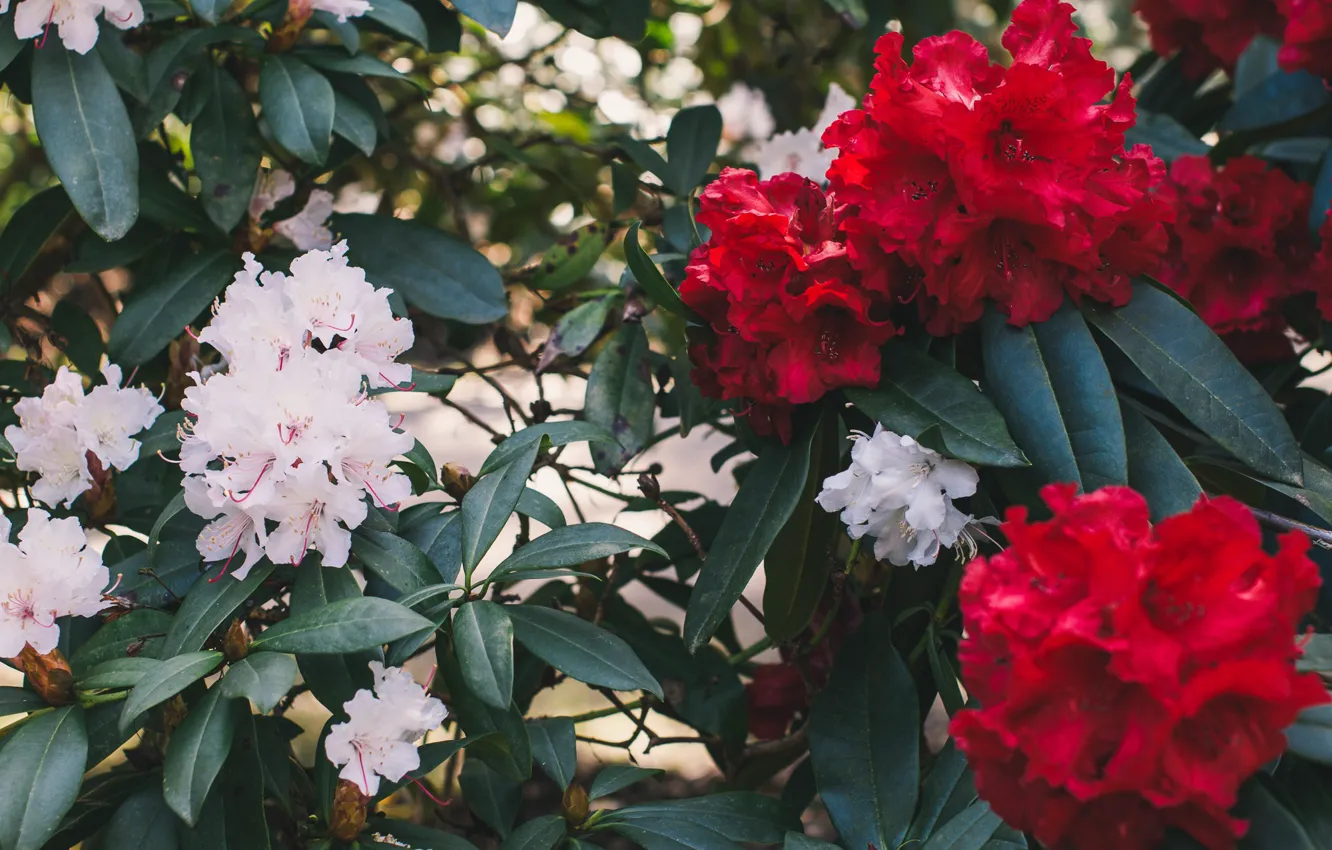 Фото обои цветение, рододендроны, Elvira Zakharova