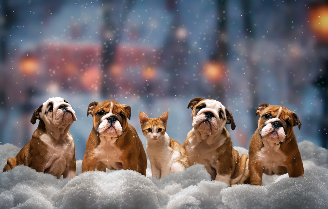 Фото обои зима, кошка, собаки, взгляд, снег, деревья, город, огни