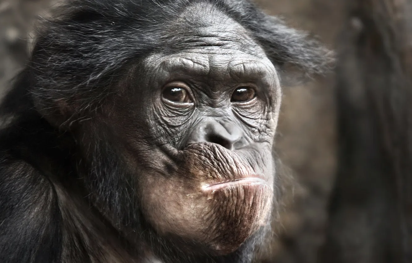 Фото обои animal, Ape, primat